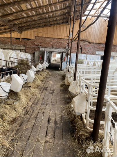 Телята. Бычки