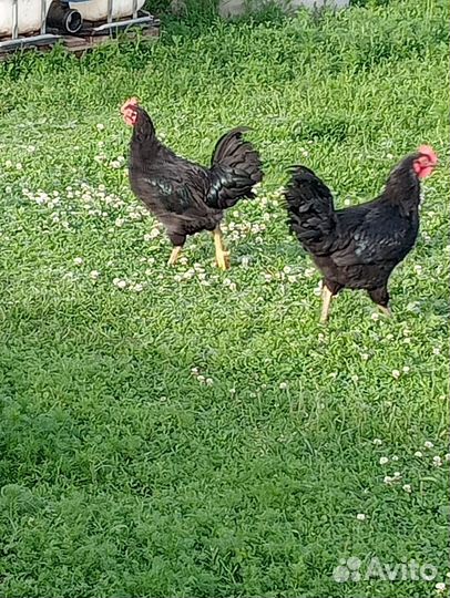 Молодые петухи порода