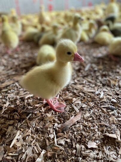 Индюшата, индюки, гусята, бройлер