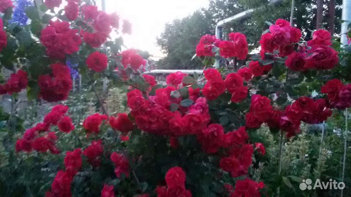 Рассада кустарников