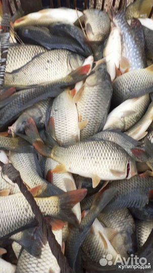 Живая рыба карп