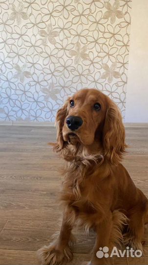 Вязка английский кокер спаниель