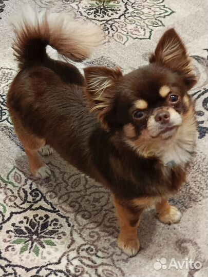 Вязка кобель чихуахуа