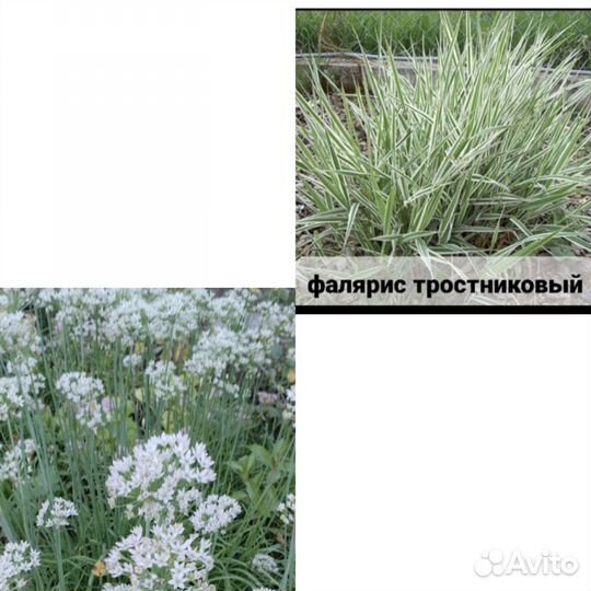 Лук джусай и фалярис тростниковый