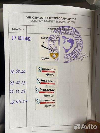 Вязка кабель померанский шпиц 2 года