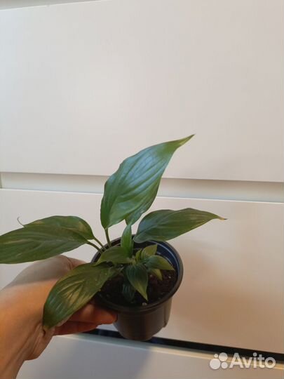 Комнатные растения любой 100