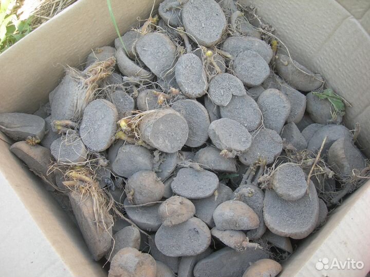 Картофель Сынок (клубни) 1 линии на посадку