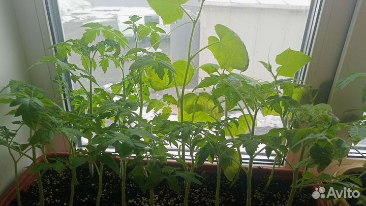 Рассада помидор, огурцы, перец