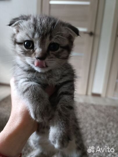 Кошка в дар бесплатно