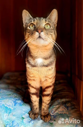 Кот Федя в поисках дома