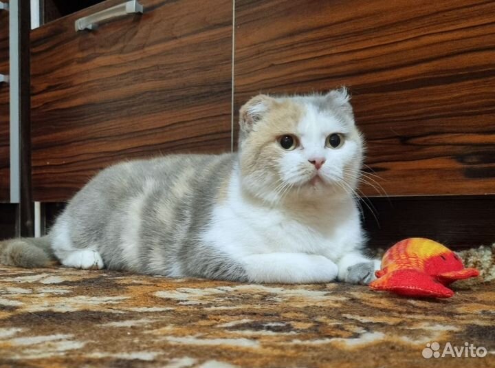 Кошечка Луна