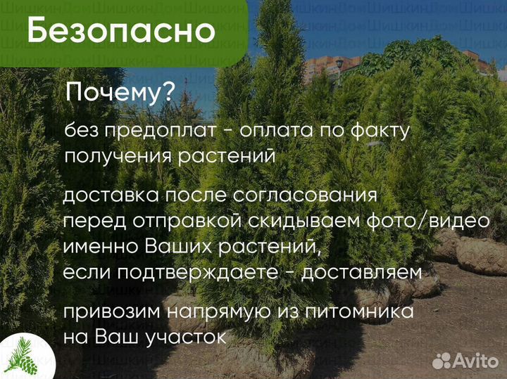 Туя Смарагд 1,5м. Доставка