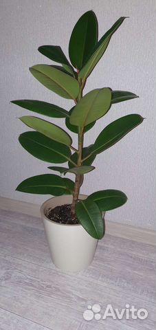 Фикус каучуконосный