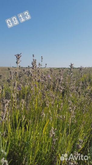 Лаванда цветы, сухоцвет, ручной сбор 2022 эко