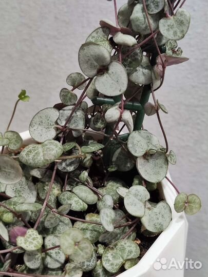 Циропегия вуда