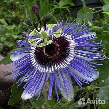 Пассифлора голубая Перпл Хаз 70/100 Passiflora cae