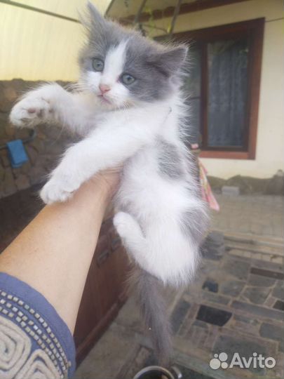 Сибирская кошка