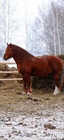 Продажа или обмен жеребца