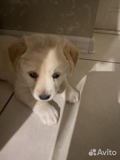 Щенок в добрые руки бесплатно маленькая порода