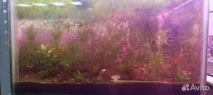 Для аквариума