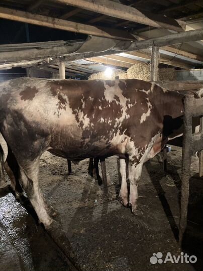 Быки на мясо