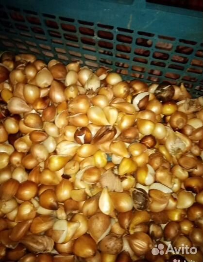 Луковица тюльпанов оптом 12;14+для выгонки