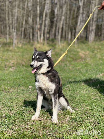 Метис Хаски