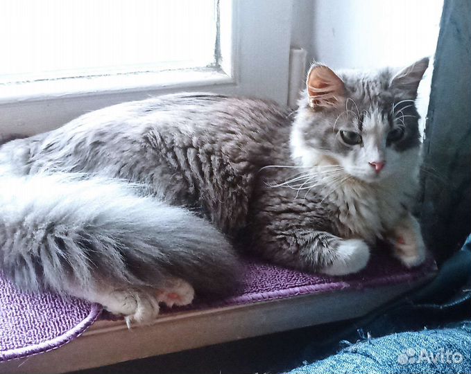 Кошка Василина