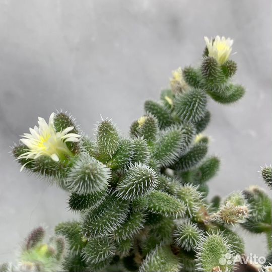 Крассула суккулент, крассула пубесценс