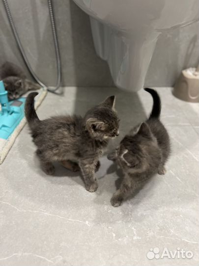 Котята бесплатно
