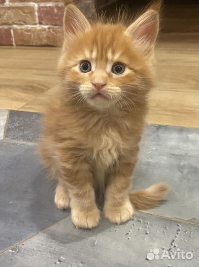 Котята мейкун