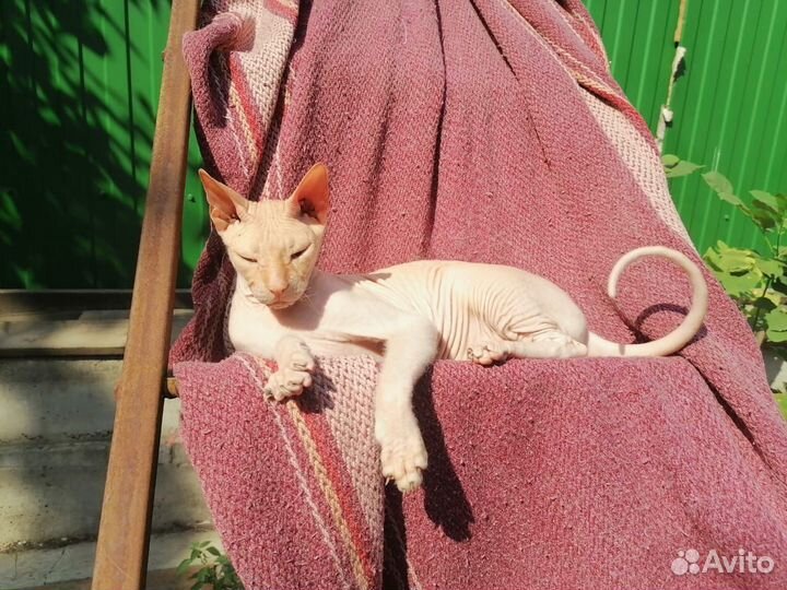 Донской сфинкс