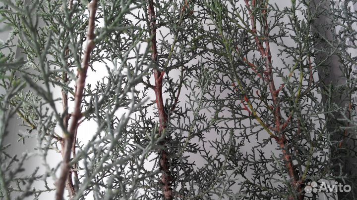 Хвойное растение кипарис пирамидальный