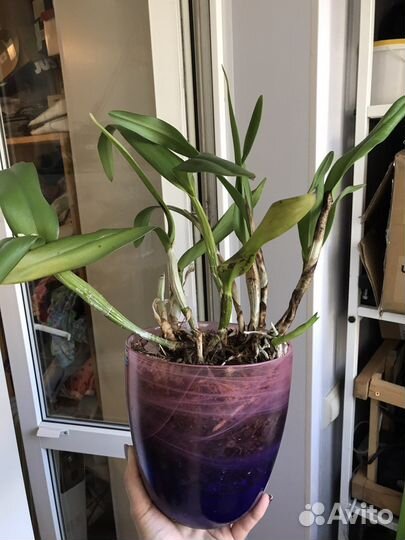 Орхидея каттлея