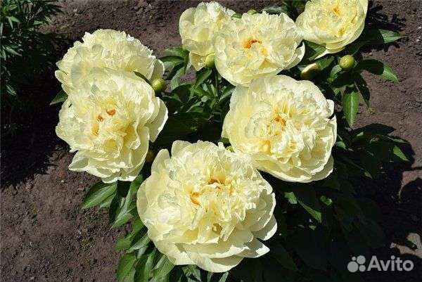 Пион Lemon Chiffon (Лемон Шифон)