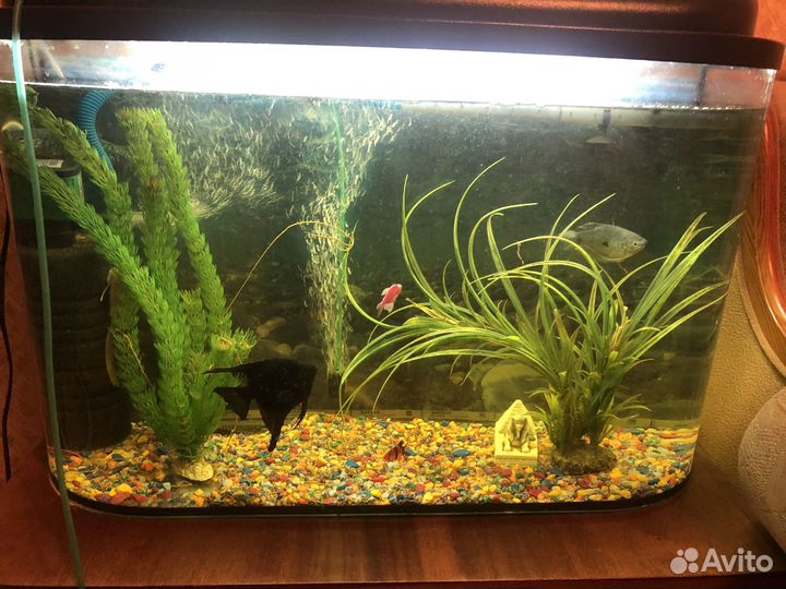 Аквариум с рыбками