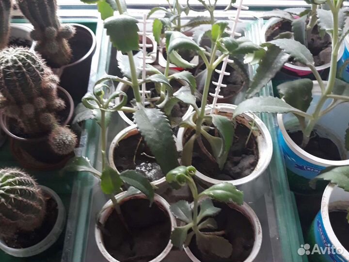 Каланхоэ,кактус и другие