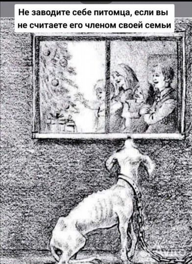 Щенки далматина