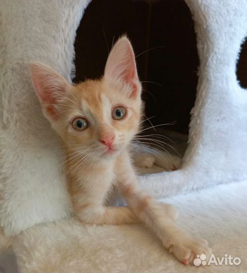 Рыжие котята в дар