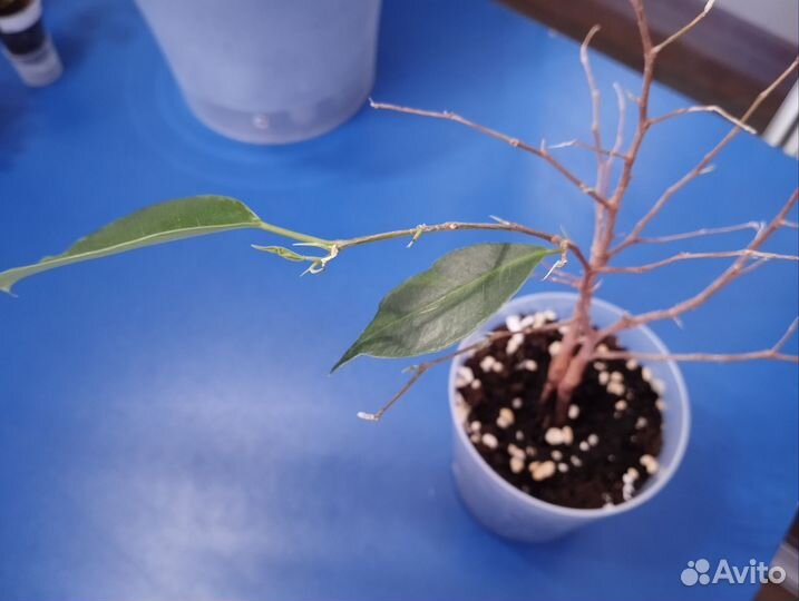 Фикус бенджамина