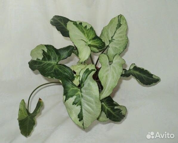 Сингониумы, эпипремнумы, филодендроны