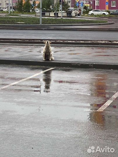 Собака в добрые руки