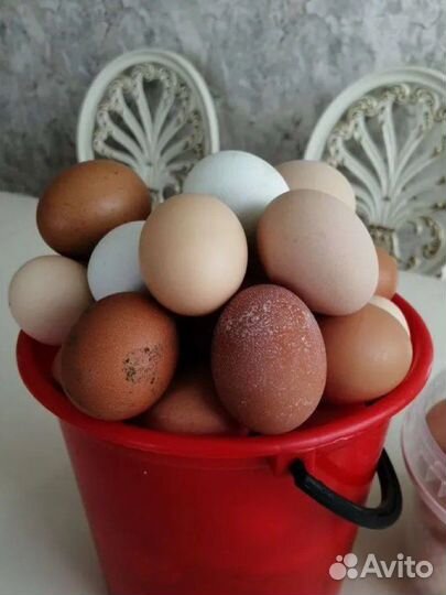 Домашние куриные яйца с доставкой