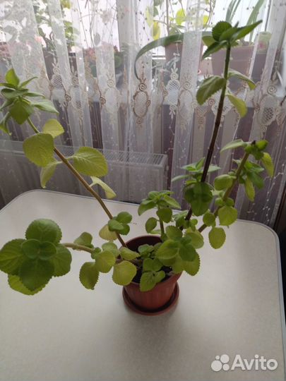 Комнатные цветы