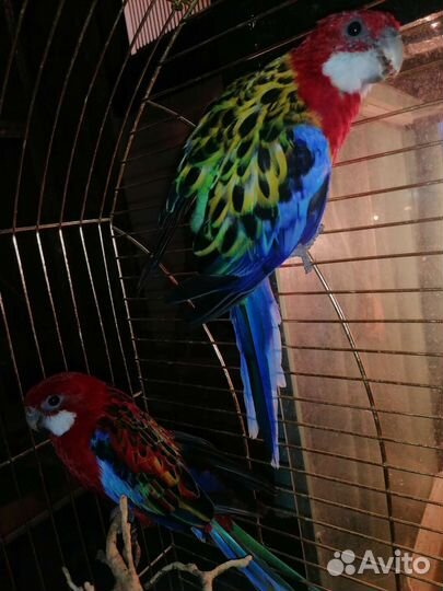 Розелла, Карелла и волнистые попугаи