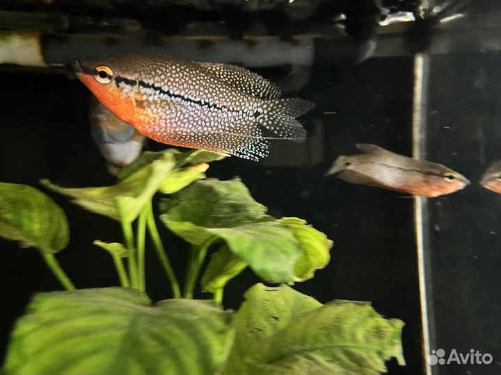 Псевдотрофеус Демасони