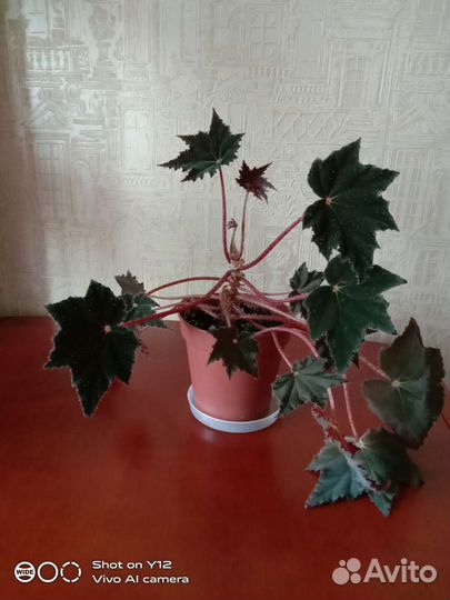 Бегония декоративно лиственная