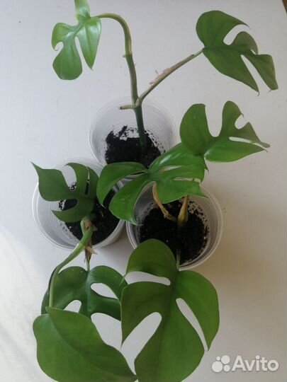 Рафидофора тетрасперма