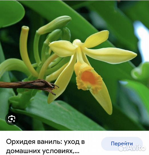 Орхидея ваниль