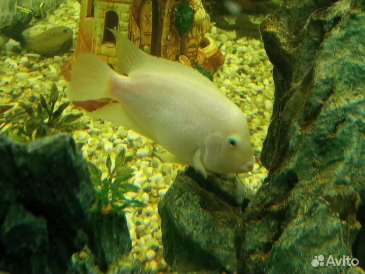 Рыба. Цихлид. Обмен